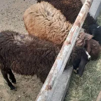 بره پرواری سبک