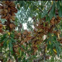 بیشترین برداشت محصول با کمترین هزینه کاملا تضمینی