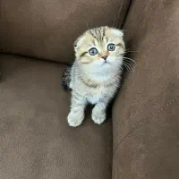 بچه گربه اسکاتیش فولد