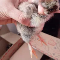 جوجه گردن لختی پاپر جوجه برهما .ابریشمی.جوجه محلی