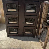 جفت کنی کبوتر