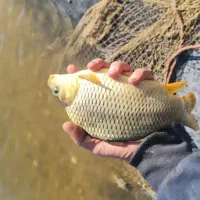 بچه ماهی آمور و کپور|ماهی|سنگر, |دیوار