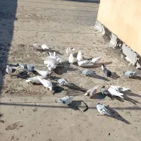کفتر یه جا