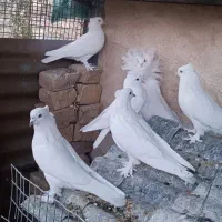 کبوتر شامپیون و سفید کاکلی پرشی|پرنده|کاشان, راوند|دیوار