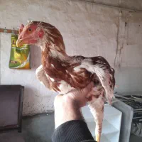 جوجه لاری ۵ماهه|حیوانات مزرعه|نوشین شهر, |دیوار