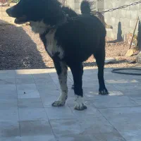 سگ قدریجونی نر