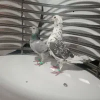 سار چینی|حیوانات|مشهد, دوست آباد|دیوار