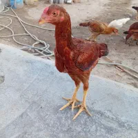 مرغ و خروس فروشی|پرنده|مینودشت, |دیوار