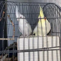 عروس هلندی یک جفت دم بلند