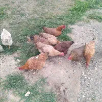 مرغ محلی تخم گذاز