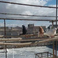 ۴ عدد کبوتر فروشی همه باهم یک میلیون|پرنده|ابهر, |دیوار