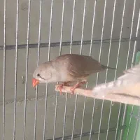 فنج مولد|پرنده|مرودشت, ابوذر شمالی‎|دیوار