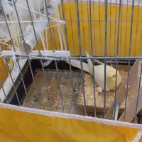 طوطی عروس مولد|پرنده|ابهر, |دیوار