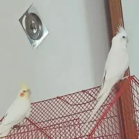 عروس هلندی مولد زیبا|پرنده|سقز, |دیوار