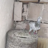 کبوتر گمشده