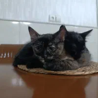 پیشی|گربه|نیشابور, بنیاد شهید|دیوار