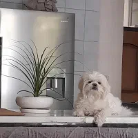 با سلام سگ پاپی|سگ|شهرکرد, |دیوار