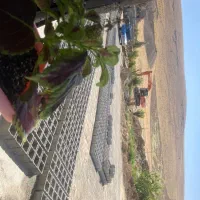 نگهبان
