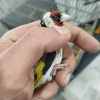 سهره ماده داغ سر