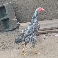 انواع مرغ و خروس لاری