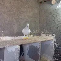 پاکستانی نر|پرنده|نوده انقلاب, |دیوار