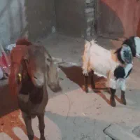 فروش بزوبزغاله