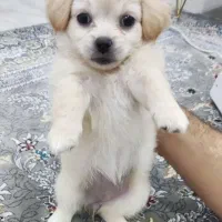 توله سگ شناسنامه دار