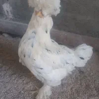 مرغ لهستانی