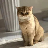 بریتیش ماده