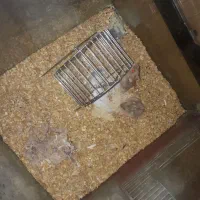 همستر کمپل گلد|موش و خرگوش|محمدشهر, علی آباد گونه|دیوار