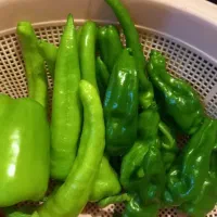 فلفل|خوردنی و آشامیدنی|ارومیه, |دیوار