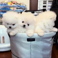 پامر جیبی اورجینال