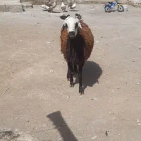 یک رس بره قوچ کله عروس افشاری