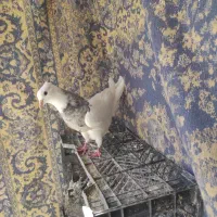 طوقی|پرنده|دهاقان, |دیوار