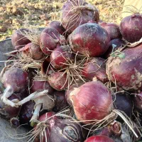 پیاز قرمز تبریز|خوردنی و آشامیدنی|دشتابی, |دیوار