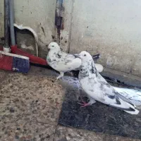 حدود40عدد*کفتر‌‌شهرکردی*پرنده‌سرای‌عیدی*|پرنده|شهرکرد, |دیوار