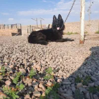 سگ ژرمن بلک نر