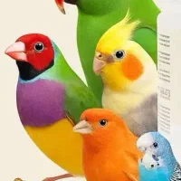 فنج طوطی قناری سره