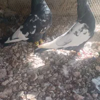 کفتر 6تمن|پرنده|داراب, |دیوار