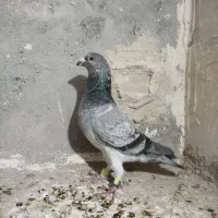 کفتر