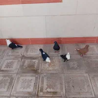 کبوتر