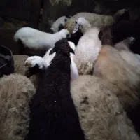 گوسفندوبره