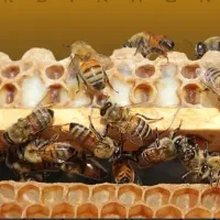 فروش و تولید ژل رویال با ضمانت