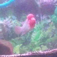 فلاور|ماهی|شیراز, کوشک میدان|دیوار