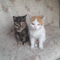 واگذاری گربه