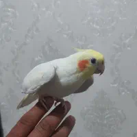 عروس هلندی