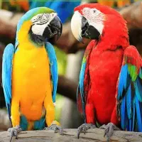 طوطی پیدا شده در منطقه الهیه