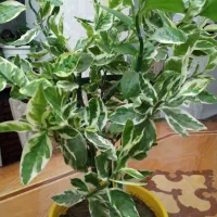 حراج شمعدانی و پدیلانتوس|گل و گیاه طبیعی|ارومیه, |دیوار