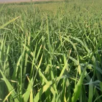 علف خسیل جو|گل و گیاه طبیعی|تربتحیدریه, پائین ولایت|دیوار