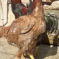 تخم لاری افغان